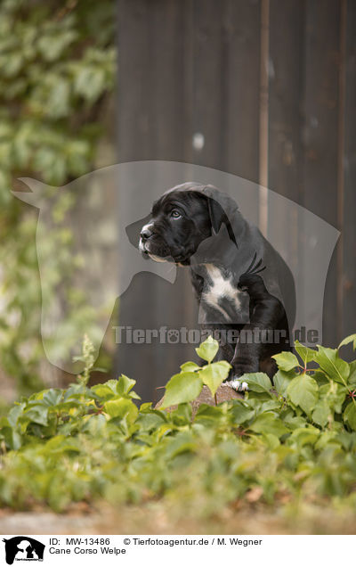 Cane Corso Welpe / MW-13486