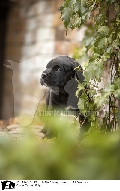 Cane Corso Welpe / Cane Corso puppy / MW-13487