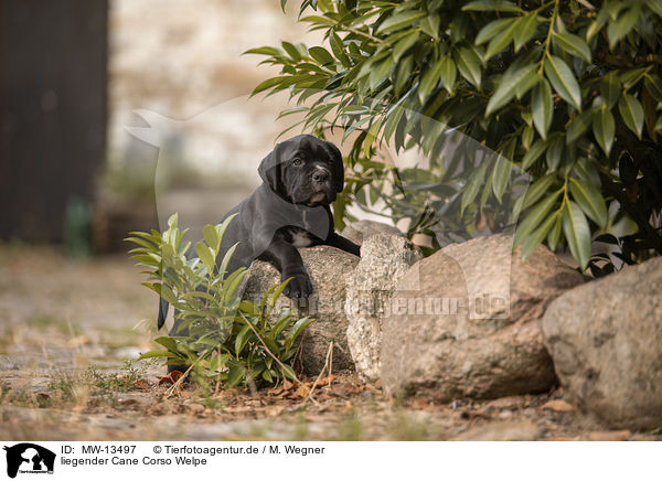 liegender Cane Corso Welpe / MW-13497