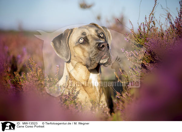 Cane Corso Portrait / MW-13523