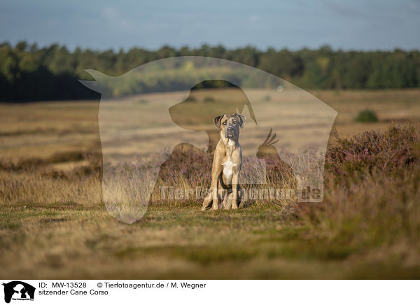 sitzender Cane Corso / MW-13528