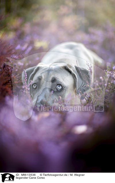 liegender Cane Corso / MW-13536