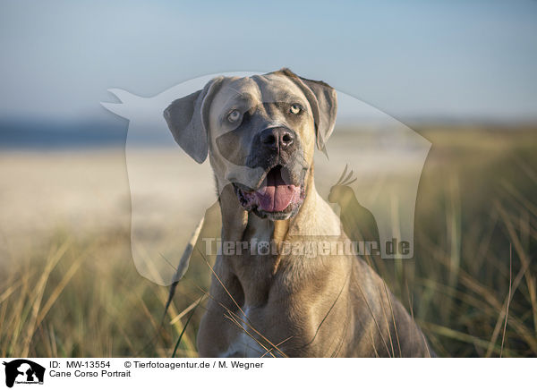 Cane Corso Portrait / MW-13554