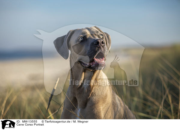 Cane Corso Portrait / MW-13555