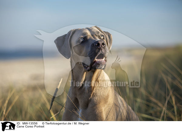 Cane Corso Portrait / MW-13556