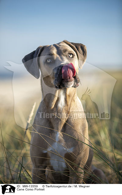 Cane Corso Portrait / MW-13559