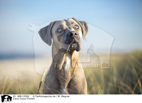 Cane Corso Portrait / MW-13562