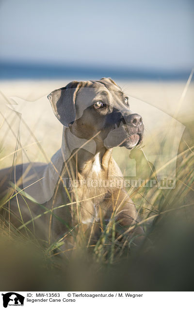 liegender Cane Corso / lying Cane Corso / MW-13563