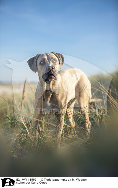 stehender Cane Corso / MW-13566