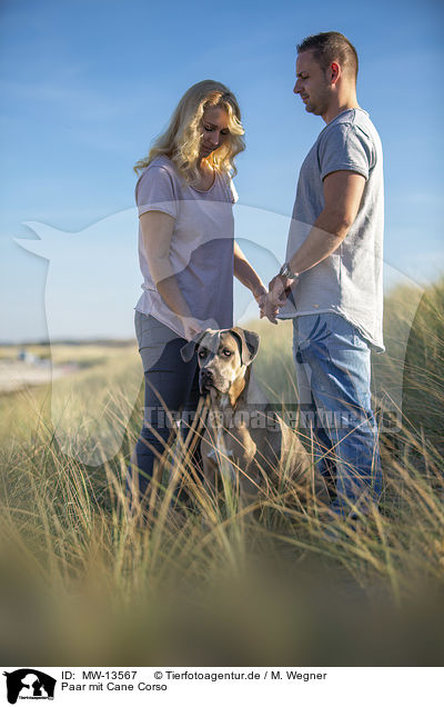Paar mit Cane Corso / pair with Cane Corso / MW-13567