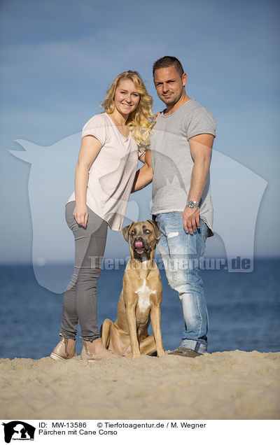 P�rchen mit Cane Corso / MW-13586