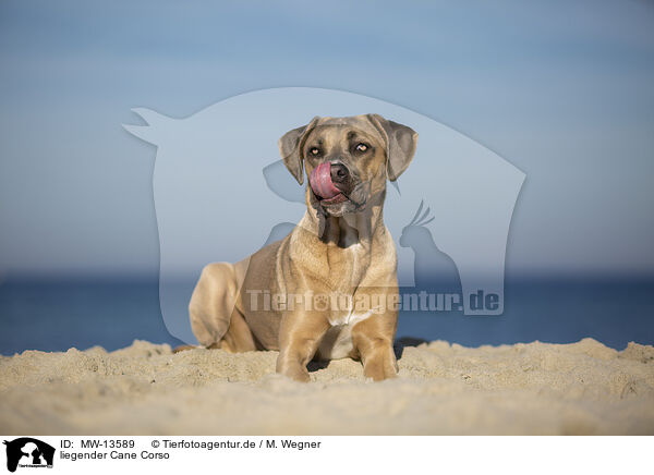 liegender Cane Corso / lying Cane Corso / MW-13589