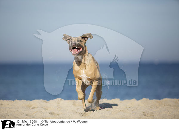rennender Cane Corso / running Cane Corso / MW-13598