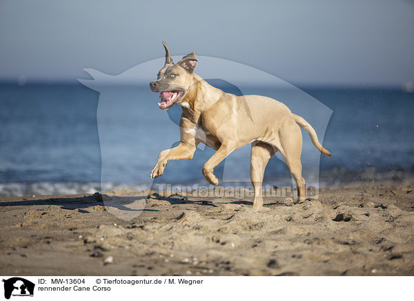 rennender Cane Corso / running Cane Corso / MW-13604