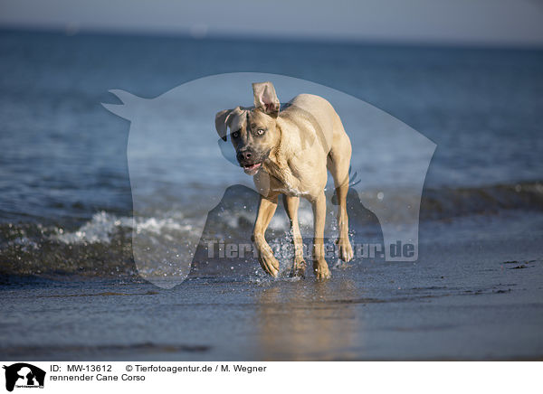 rennender Cane Corso / MW-13612