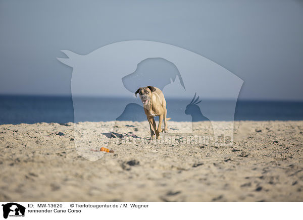 rennender Cane Corso / running Cane Corso / MW-13620