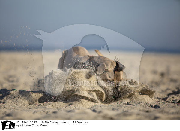 spielender Cane Corso / MW-13627