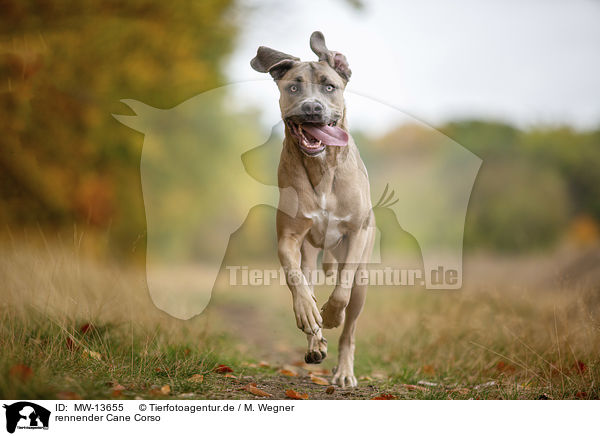 rennender Cane Corso / MW-13655