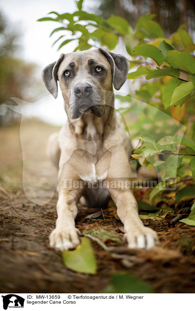 liegender Cane Corso / MW-13659