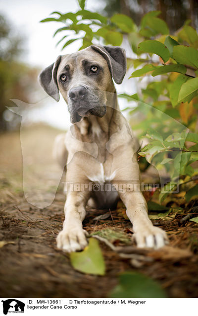liegender Cane Corso / MW-13661