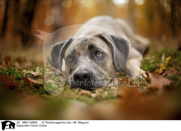 liegender Cane Corso / MW-13666