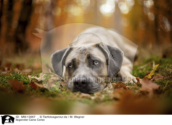 liegender Cane Corso / MW-13667