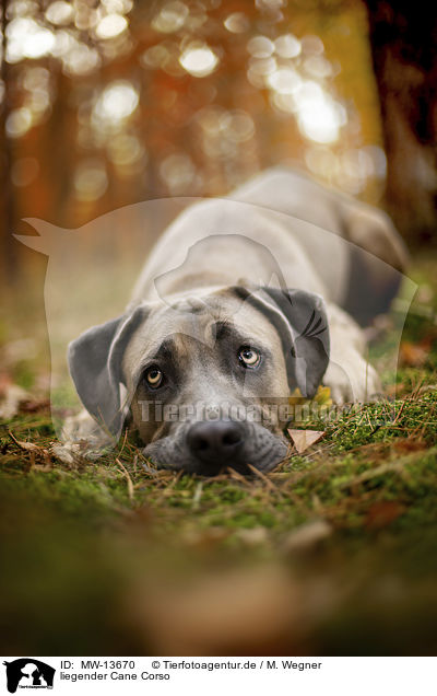 liegender Cane Corso / MW-13670