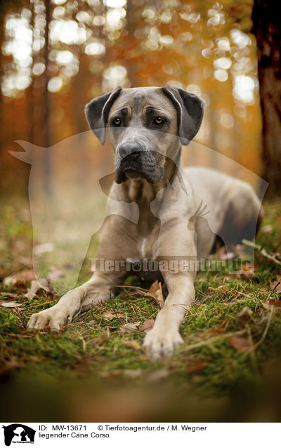 liegender Cane Corso / MW-13671