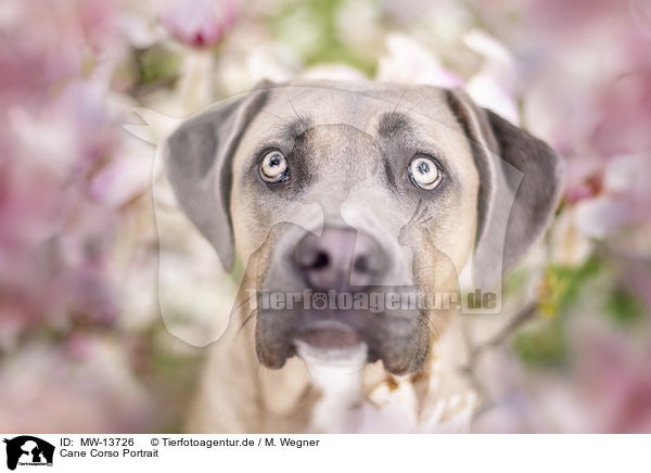 Cane Corso Portrait / MW-13726