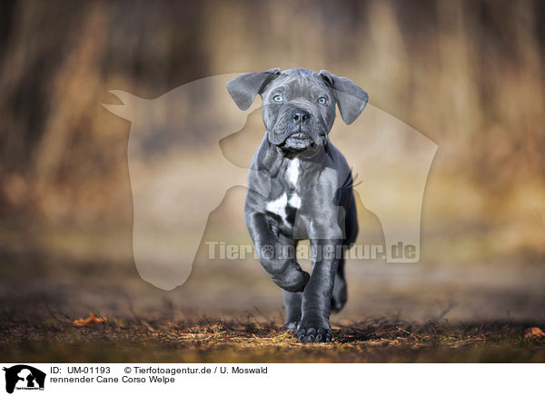 rennender Cane Corso Welpe / running Cane Corso Puppy / UM-01193