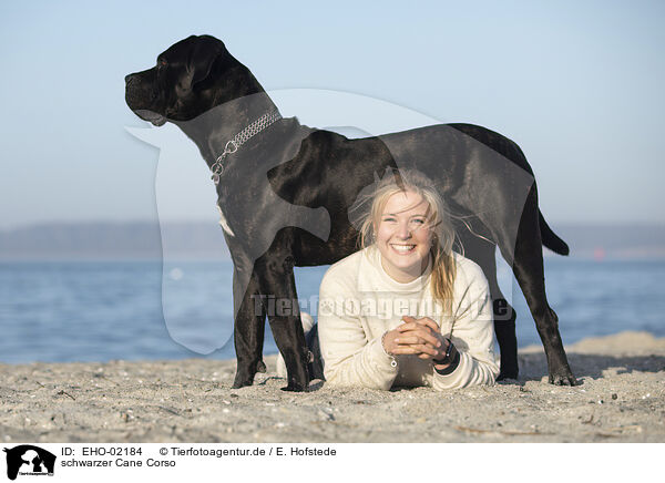 schwarzer Cane Corso / black Cane Corso / EHO-02184