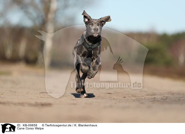 Cane Corso Welpe / Cane Corso Puppy / KB-09858