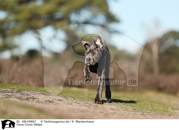 Cane Corso Welpe / KB-09867