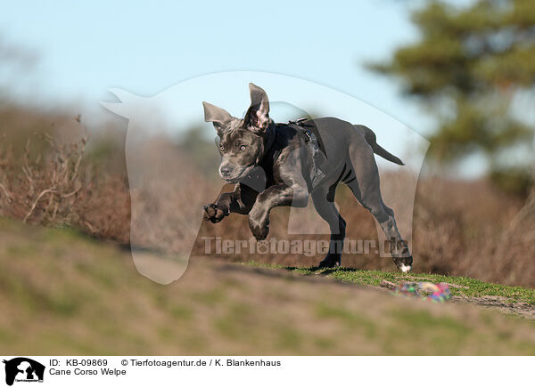 Cane Corso Welpe / KB-09869