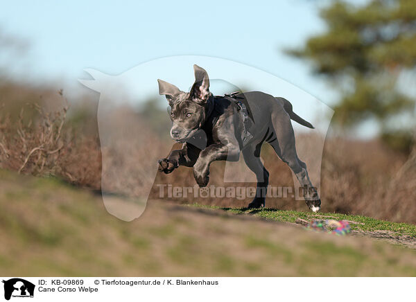 Cane Corso Welpe / Cane Corso Puppy / KB-09869