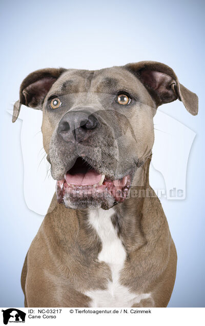 Cane Corso / NC-03217