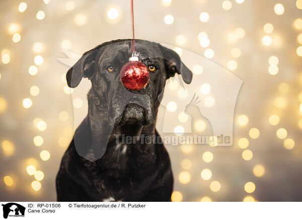 Cane Corso / Cane Corso / RP-01506