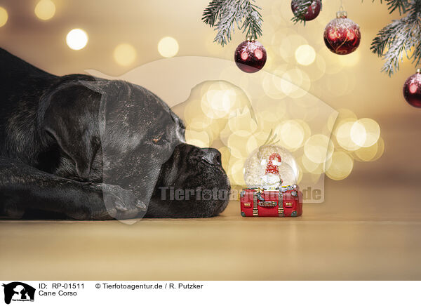 Cane Corso / Cane Corso / RP-01511