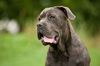 Cane Corso Portrait