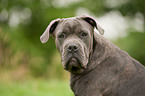 Cane Corso Portrait