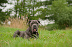 Cane Corso