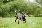 rennender Cane Corso