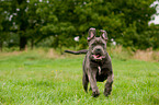 rennender Cane Corso