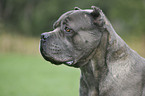 Cane Corso Portrait