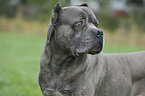 Cane Corso Portrait