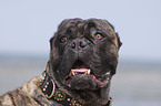 Cane Corso Portrait