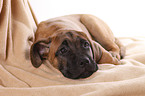 Cane Corso Welpe