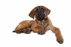 Cane Corso Welpe