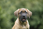 Cane Corso Welpe