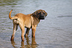 junger Cane Corso